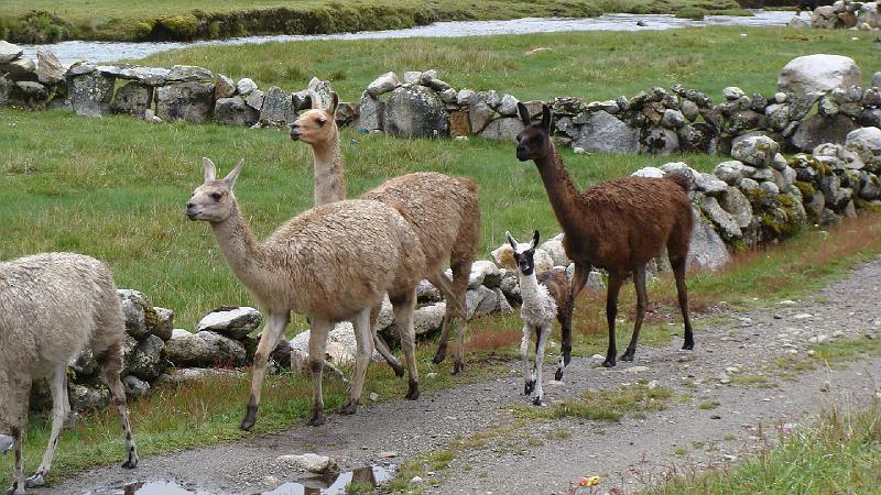 Illampu Trek Steves (51).JPG